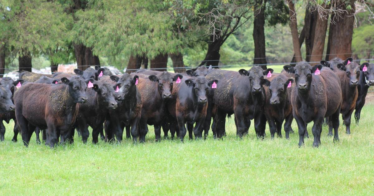 Elders Great Southern All Breeds Feeder and Weaner Show Sale is tomorrow | Farm Weekly