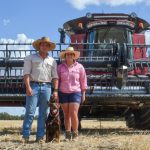 New wheat varieties promise higher yields