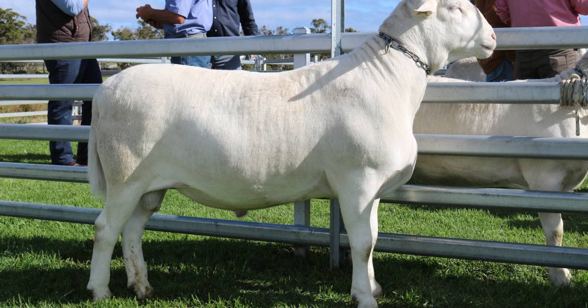 Garnett SheepMaster Parent sale tops $51,000 | Farm Weekly