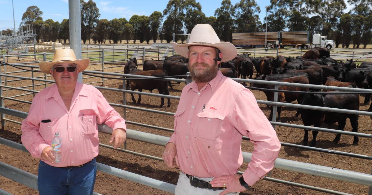 Weaner steers make $1075 at Mt Barker | Farm Weekly