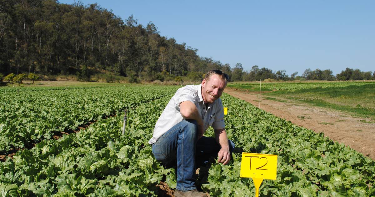 Mini chocolate capsicum bred by Bowen-based Arable Field Research a sweet success | North Queensland Register