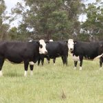 Wilangi bulk buyer's stud dreams gain momentum