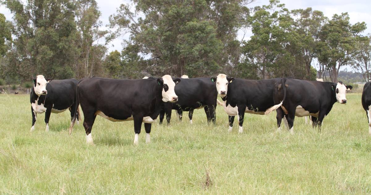 Stock up on A-grade maidens at Elders Springing Heifer Sale