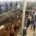 Top working dog sells to SA at Carcoar sale