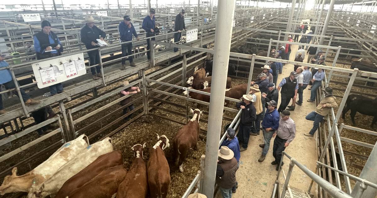 Cows with calves top Wodonga sale