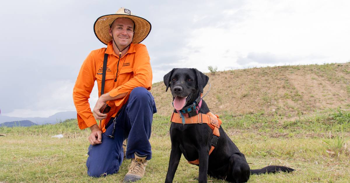 Miff sniffs out red imported fire ants