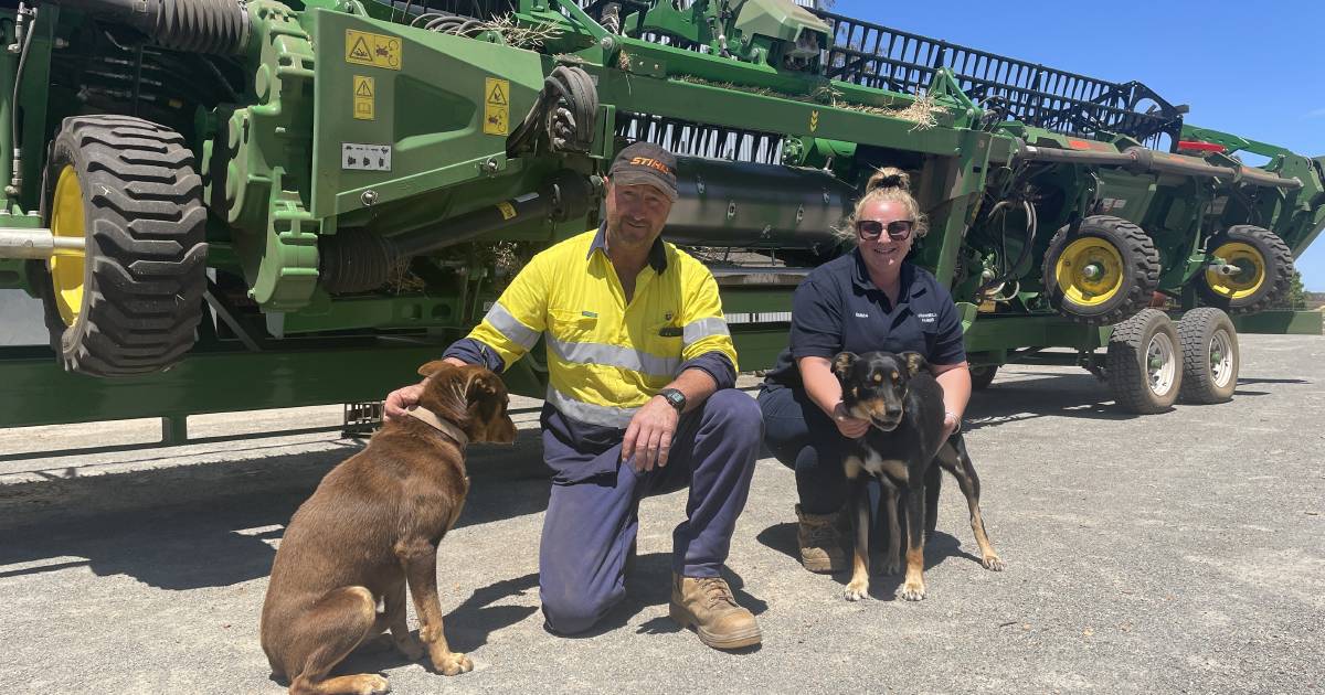 Frankland River harvest shows reliable grain genetics | Farm Weekly