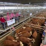 Aramac beef producers diversify into meat sheep operation