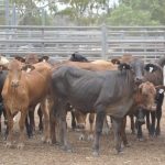 Wagga sale 27 Nov 2023: Restockers enter the fray