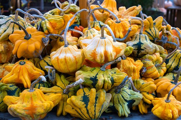 Smashing pumpkins: In praise of gorgeous gourds