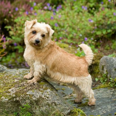 Norfolk terriers: ‘Stubborn little bearers of total joy’