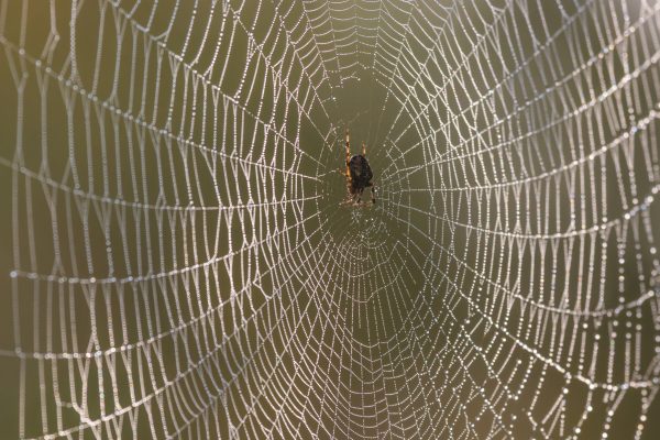 Spiders’ webs: Tougher than steel or Kevlar, the miracle material of Nature’s tiny assassins