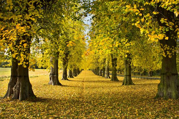 Inside the National Trust’s secret nursery