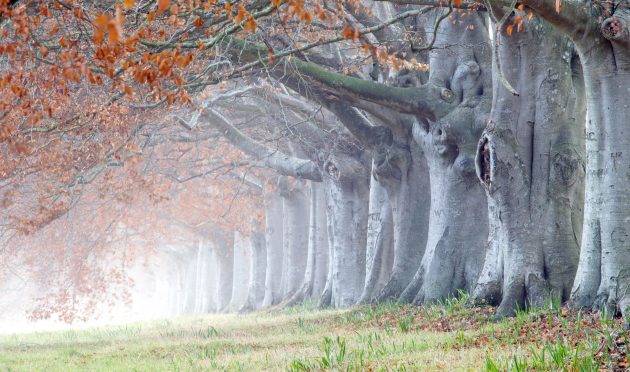 A walk of wonder: The enduring beauty of the Kingston Lacy beech avenue