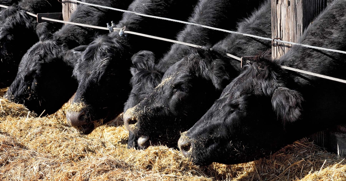 Global beef trade patterns will continue to shift