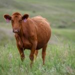 New beef-on-dairy resources available from Iowa Beef Center