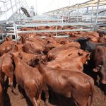 Good Earth Dairy Camel milk set to enter WA dairy market | Farm Weekly