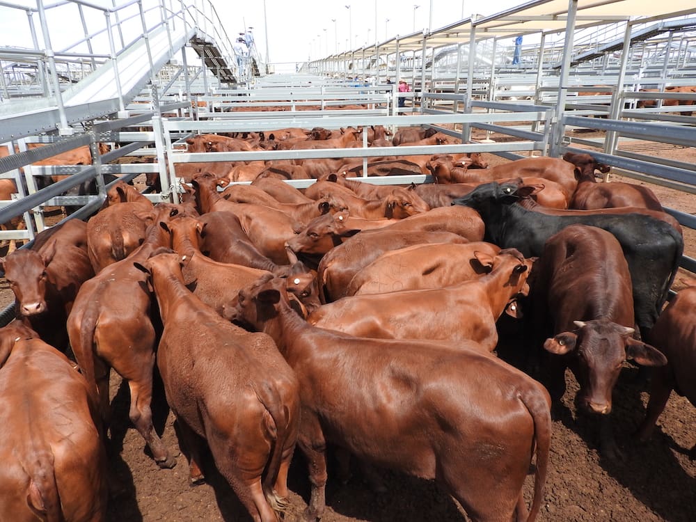 Roma sale 7 Nov 2023: Rain reduces numbers fo 1680 head