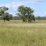 Large Victorian cattle saleyard to close mid-2024