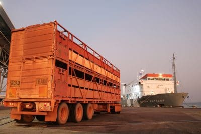 Cattle exports to Indonesia and Vietnam show improvement