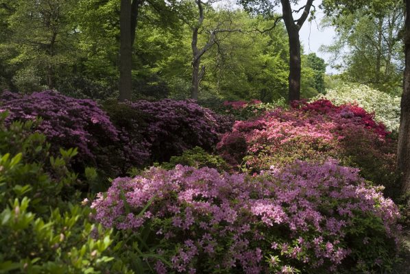 Alan Titchmarsh: The plants that I simply can’t ever grow