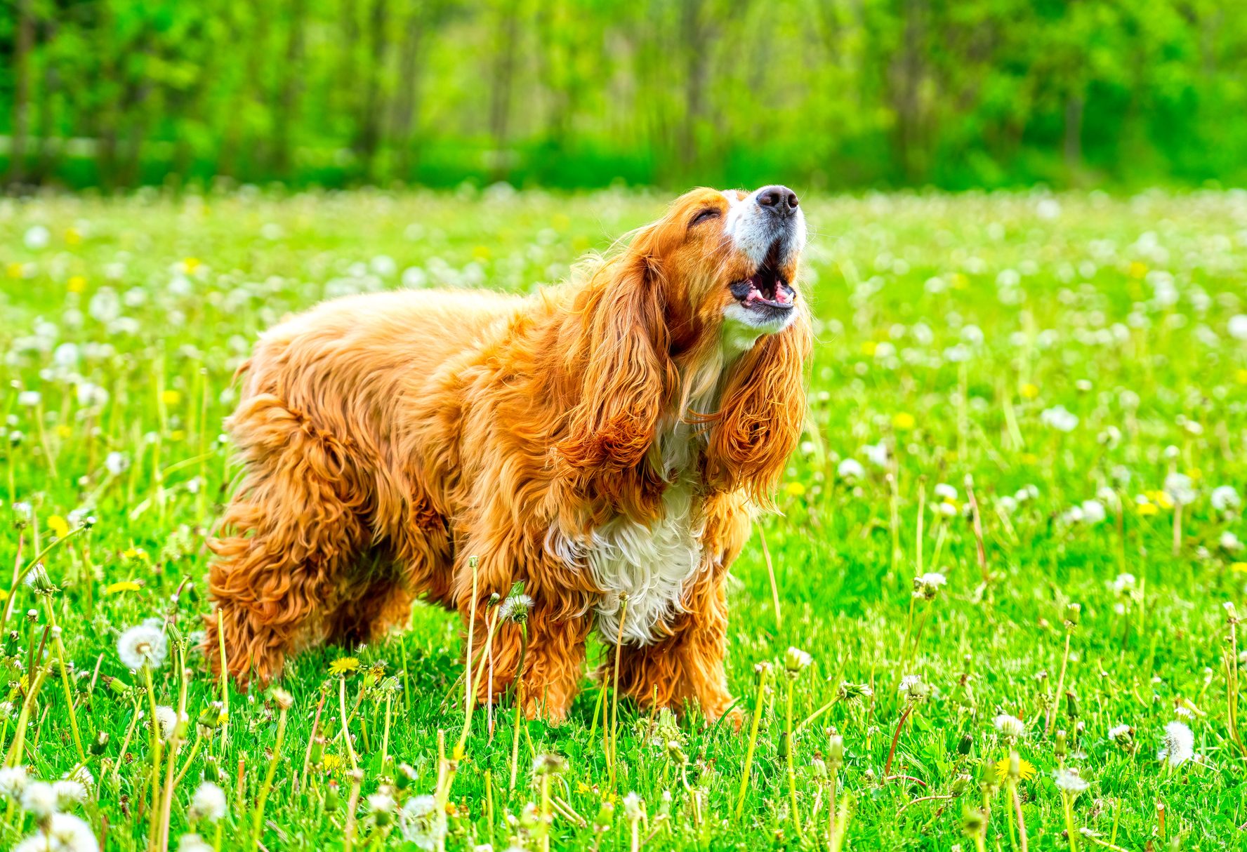 How to stop your dog barking constantly, by leading trainer Ben Randall