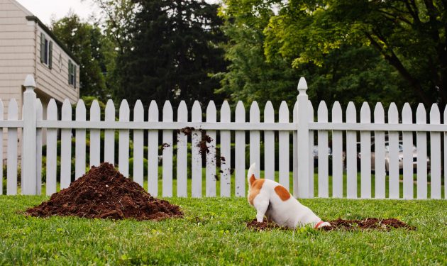 How to stop a dog destroying your lawn
