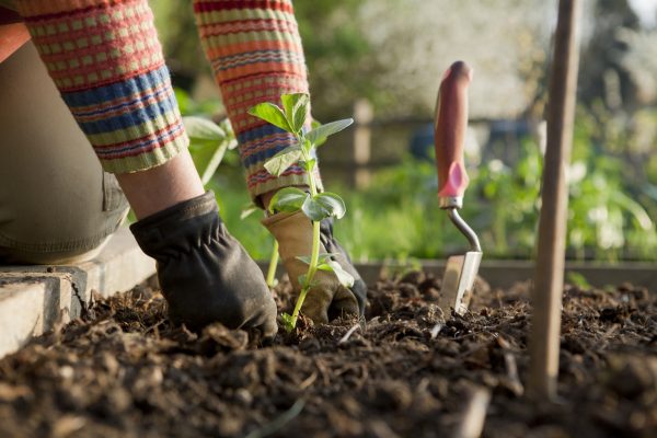 How to grow broad beans: How to plant them, how to look after them, and the best varieties for your garden