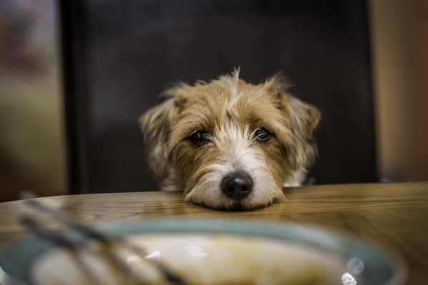 How to deal with a dog who’s always looking for food, by leading trainer Ben Randall