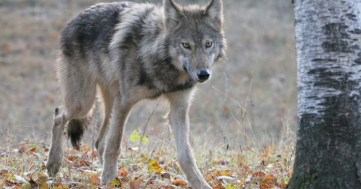 Colorado livestock groups file lawsuit to delay wolf introduction