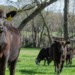 Colostrum key to saving beef calves from trouble