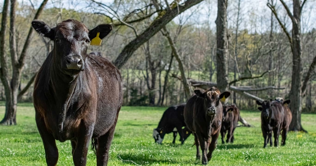 FDA grants supporting claims for dairy, beef replacement heifers