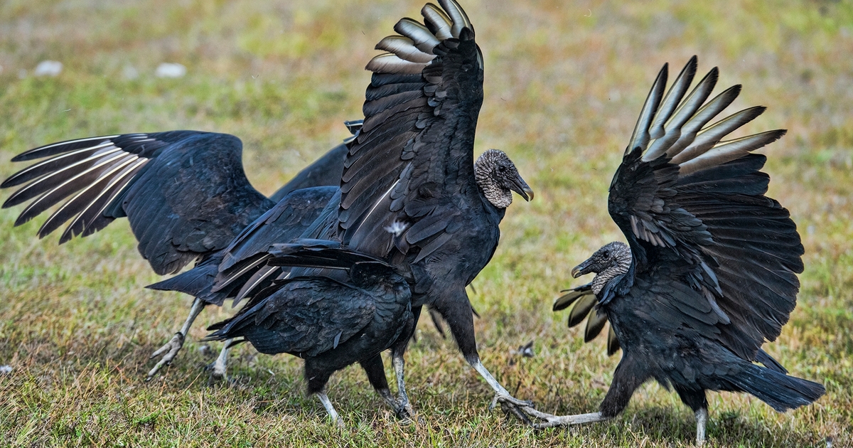 Lawmakers target black vultures