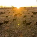 Angus calves sold at Wodonga on Thursday