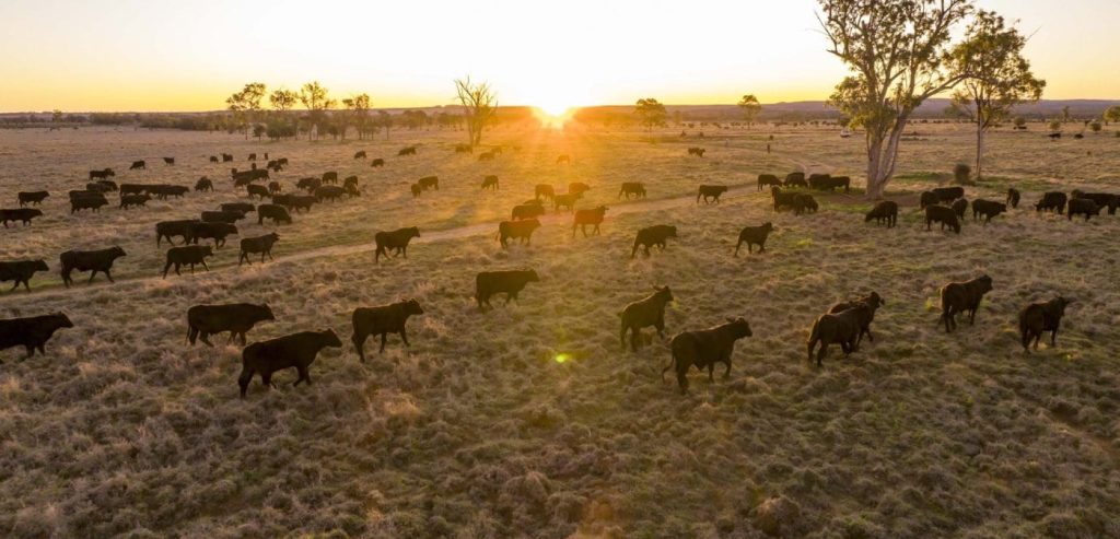 Certified Organic suppliers excel in Qld’s grassfed MSA performance results