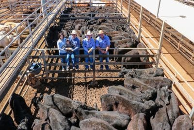 Latest ABS data shows increasing slaughter and decreased saleyard values