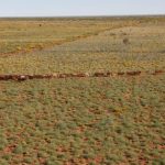 Processor accolades for Merino lamb