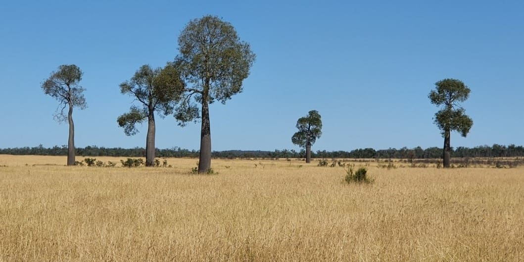 Land management should not be “defined by trees”, industry roundtable finds