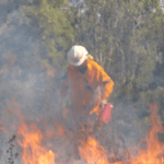 Cottonseed prices itself out of summer rations