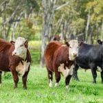 Brangus cattle proved the naysayers wrong | Queensland Country Life