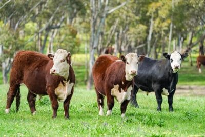 Anthrax detection on Victorian property near Shepparton