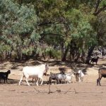 Rethink grazing practices by gazing first