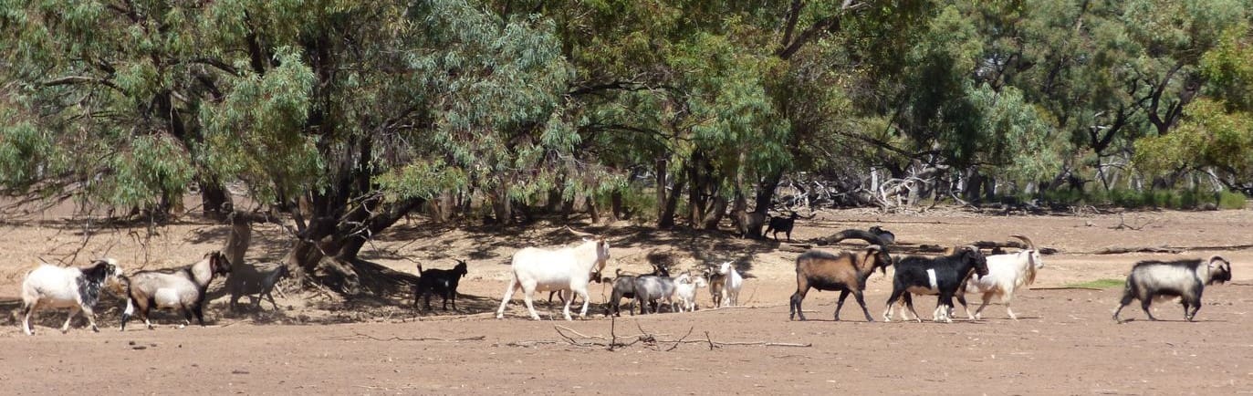 Federal Govt announces a series of measures to control feral goats