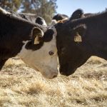 Yanco Ag wins top gong at national Cows Create Careers competition