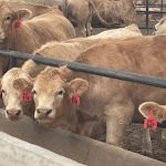 Demand remains key to high cattle prices