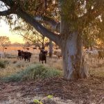 Rural fires – who should be in control?