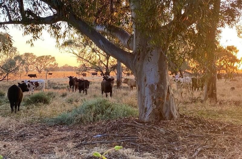 Concerns cattle industry environmental message is falling on deaf ears