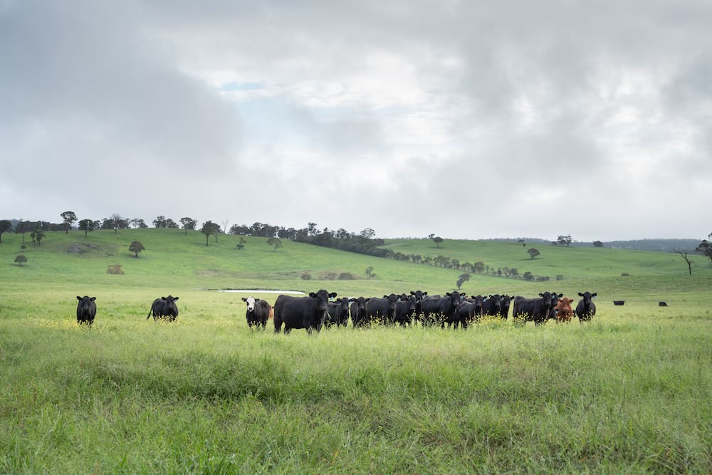 About 2.5 cattle generations to make adaptations for sustainability: UNE forum