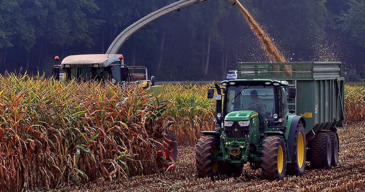 Feeding corn silage to cattle can add value