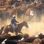 Amwins Underwriting unveils new livestock insurance program